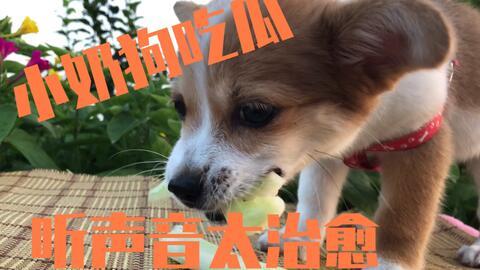 娱乐吃瓜酱小动物视频大全,趣味十足！小动物吃瓜视频大盘点