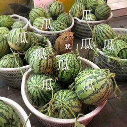 这几年吃的娱乐瓜叫什么,盘点近年热门娱乐瓜