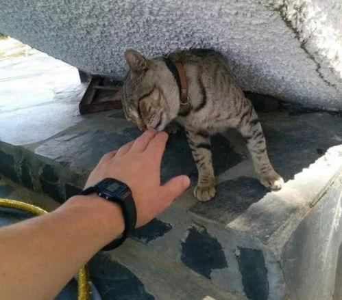 娱乐吃瓜酱流浪猫小菊,娱乐吃瓜酱的温馨故事