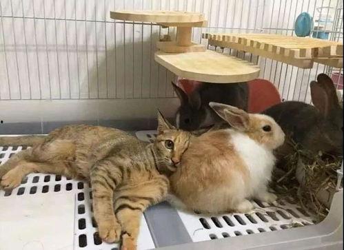 娱乐吃瓜酱猫兔子,揭秘猫兔子背后的趣味故事